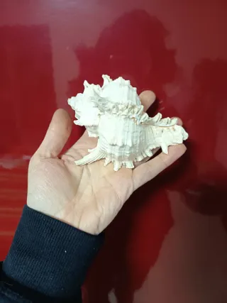 Conchiglie decorative miste vere!