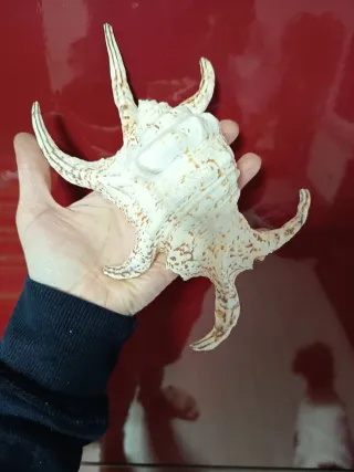 Conchiglie decorative miste vere!