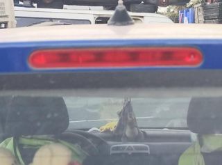 Capot peugeot 307 break / sw (s1)(04.2002) 358189