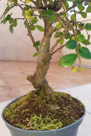 Olmo Bonsái. Solo en mano.