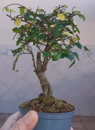 Olmo Bonsái. Solo en mano.