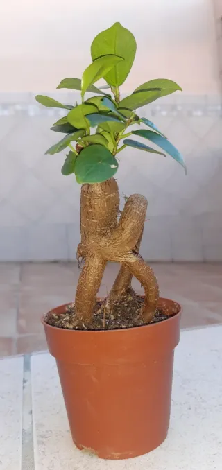 Pre-bonsai Ficus Ginseng. Solo en mano.