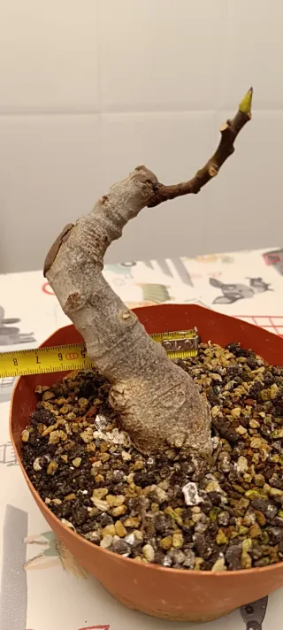 Pre-bonsai Higuera