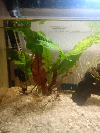 Acuario Negro y Transparente