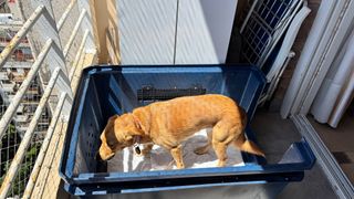 Transportín mascotas plástico azul 89x65x70cm