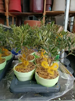 Pianta di ulivo bonsai in vaso terracotta