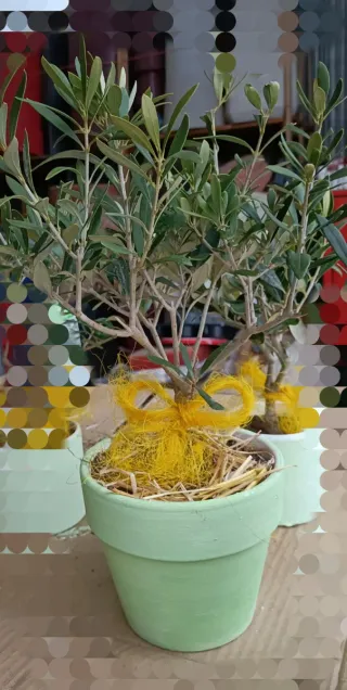 Pianta di ulivo bonsai in vaso terracotta
