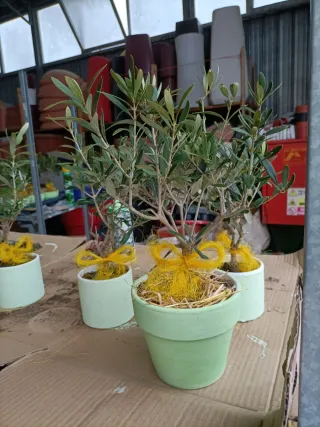 Pianta di ulivo bonsai in vaso terracotta