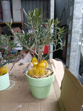 Pianta di ulivo bonsai in vaso terracotta