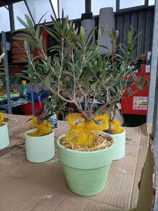 Pianta di ulivo bonsai in vaso terracotta