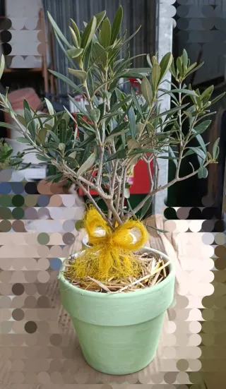 Pianta di ulivo bonsai in vaso terracotta