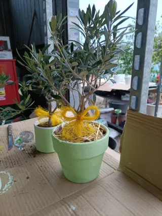 Pianta di ulivo bonsai in vaso terracotta