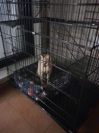 Jaula para gatos/perros pequeños