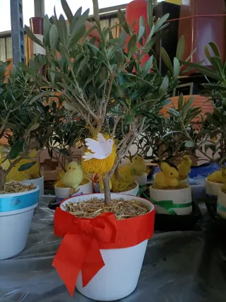 Pianta di ulivo decorata per Pasqua
