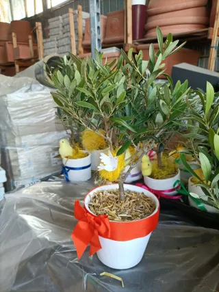 Pianta di ulivo decorata per Pasqua