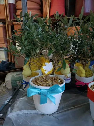 Pianta di ulivo decorata per Pasqua