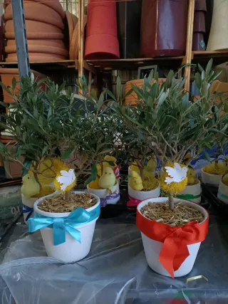 Pianta di ulivo decorata per Pasqua