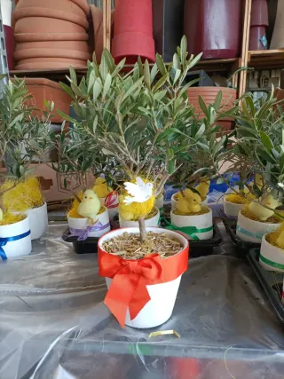 Pianta di ulivo decorata per Pasqua