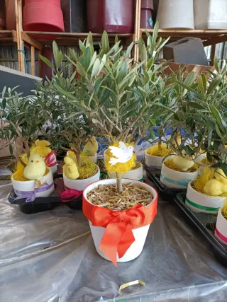 Pianta di ulivo decorata per Pasqua