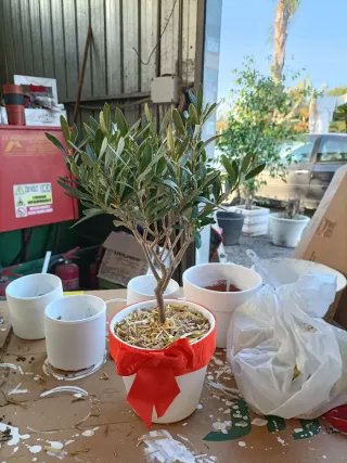 Pianta di ulivo decorata per Pasqua