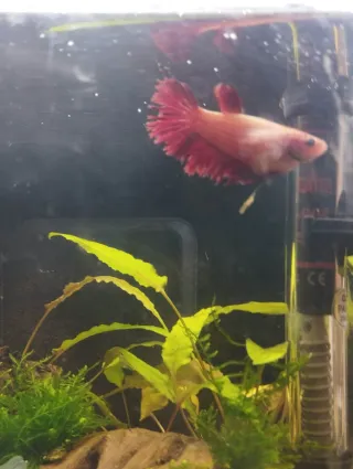 Vendo hembras Betta + acuario completo
