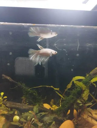 Vendo hembras Betta + acuario completo