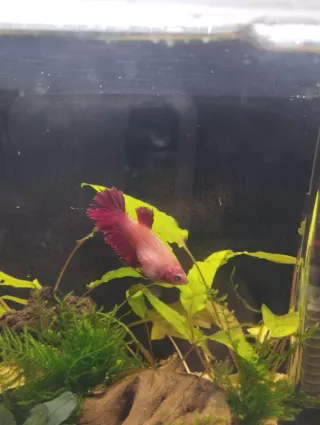 Vendo hembras Betta + acuario completo