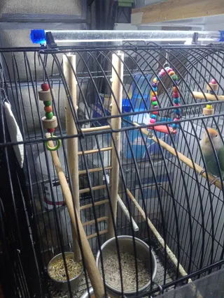 Jaula Agapornis/Loro/Pájaro - Barrotes 3mm