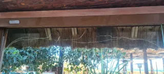 Manitas