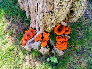 Mantenimiento de jardines, piscinas y palmeras