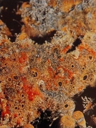 Revista National Geographic Vol 3 no1 JULIO 1998