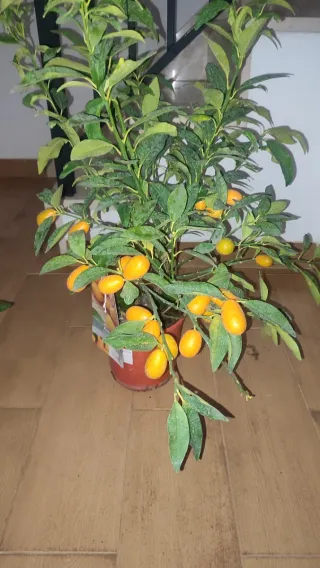 Quinoto con Frutos( oferta hasta el 31/03)