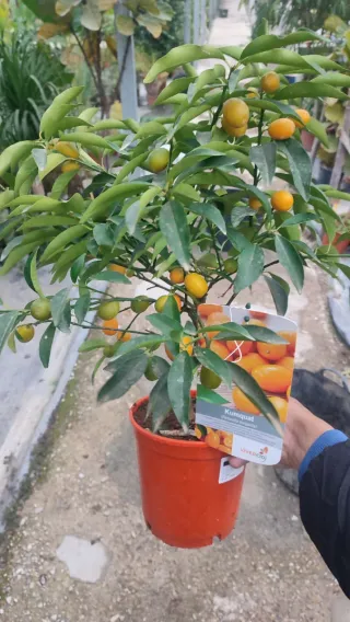 Quinoto con Frutos( oferta hasta el 31/03)