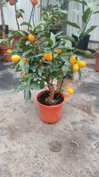 Quinoto con Frutos( oferta hasta el 31/03)