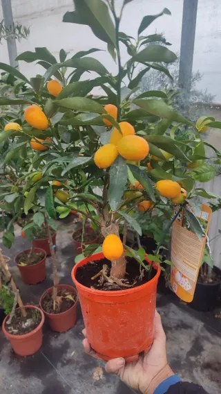 Quinoto con Frutos( oferta hasta el 31/03)