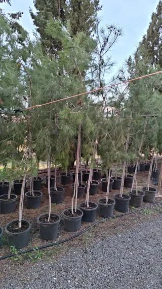 Pinos piñoneros y halepensis