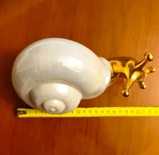 Hermoso caracol de porcelana    " 9 "