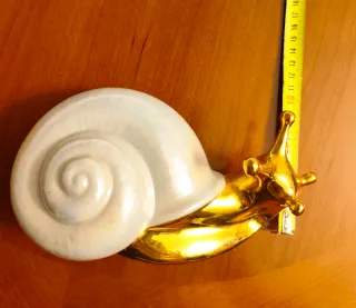 Hermoso caracol de porcelana    " 9 "