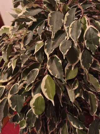 Planta Ficus Benjamina Artificial Decorativa