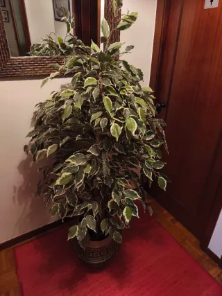 Planta Ficus Benjamina Artificial Decorativa