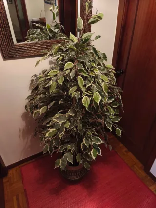 Planta Ficus Benjamina Artificial Decorativa