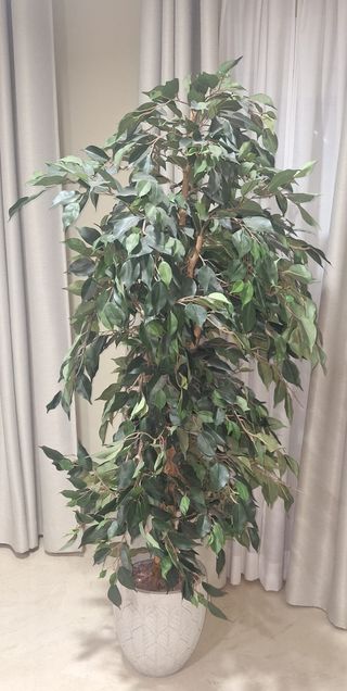 Árbol Ficus de Interior