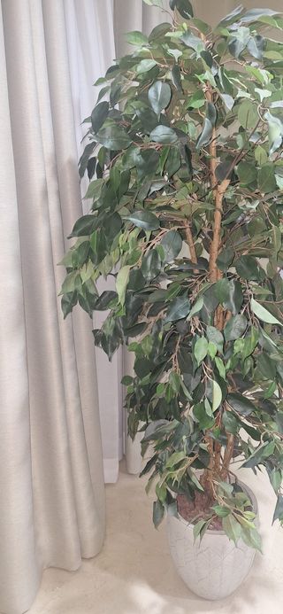 Árbol Ficus de Interior