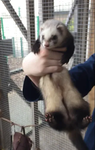 HURONEROS profesionales