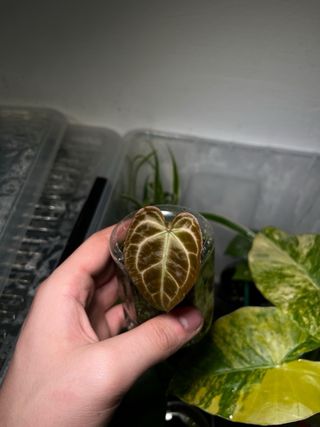 Anthurium Dark Crystallinum