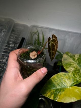 Anthurium Dark Crystallinum