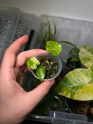 Alocasia Gageana Aurea