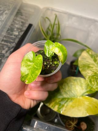 Alocasia Gageana Aurea