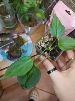 Philodendron Micans Aurea