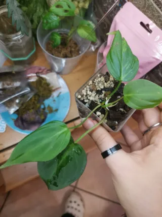 Philodendron Micans Aurea